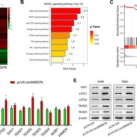 Hsa Circ Promotes Ccrcc Progression Through The Yap Signaling