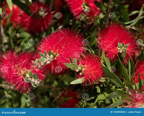 Lusine De Citrinus De Callistemon Avec Vert Et Le Rouge Part Du