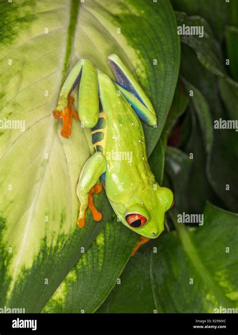 La rana arborícola de ojos rojos Agalychnis callidryas Fotografía de