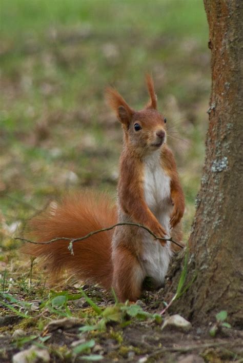 Tiere Faszination Fotografie