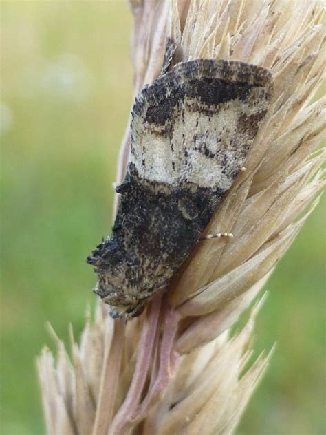 Welcher Eulenfalter Ist Das Schmetterlinge Bestimmen Actias