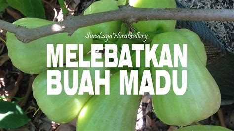 Cara Merawat Dan Melebatkan Agar Buah Jambu Air Madu Deli Hijau Cepat