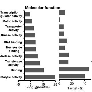 Functional Annotation Of Mirna Target Genes A Top Enriched