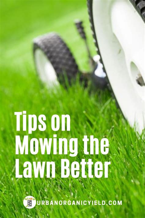 How Often Should You Mow Your Lawn You Just Need To Cut Your Grass At