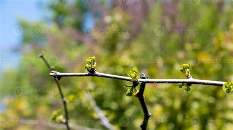 Frais Brillant Vert Feuilles De Ginkgo Biloba L Pendule Sur Branches