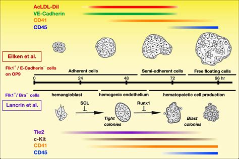 Decoding The Hemogenic Endothelium In Mammals Cell Stem Cell