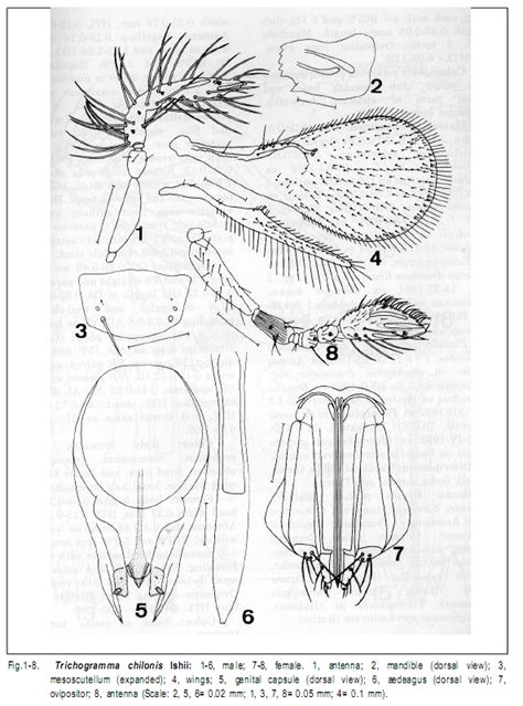 Trichogramma Chilonis Male Female Identification Researchgate