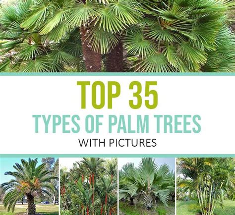 Top 35 Types of Palm Trees | Palm tree types, Palm trees landscaping ...