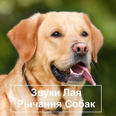 Лай собак - YouTube Music