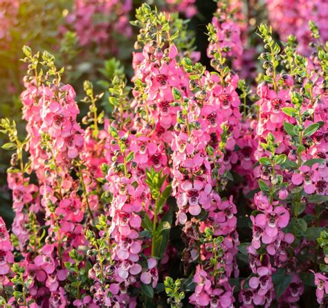 Verbascum Phoeniceum Rosetta