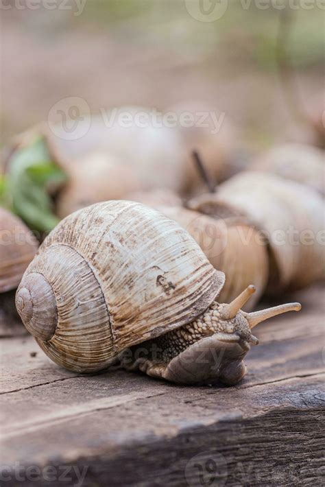 Are British Garden Snails Edible Fasci Garden