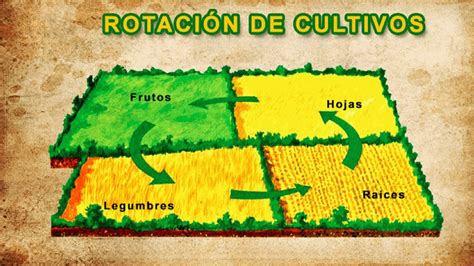 Qués la rotación de cultivos agricolas YouTube