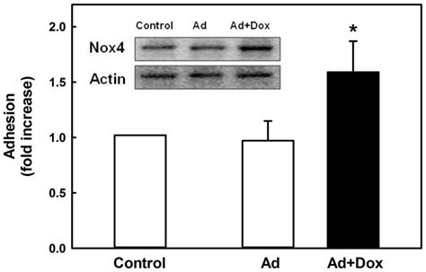 Overexpression Of Nox4 Mimics Metabolic Priming And Promotes Monocyte