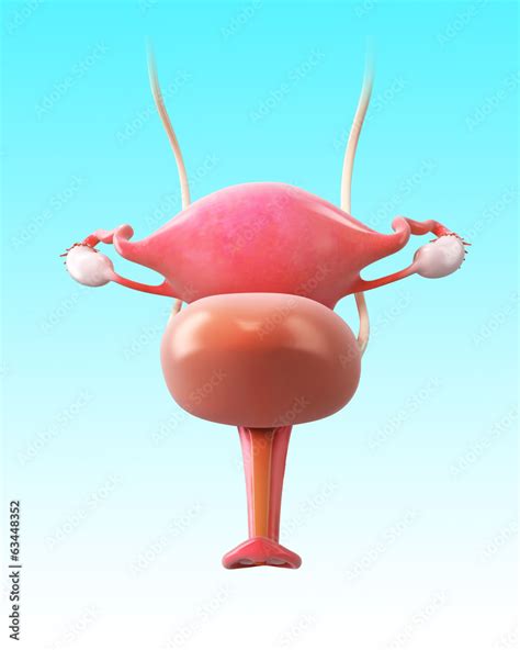 Anatomy Of Bladder And Uterus Stock Illustration Adobe Stock