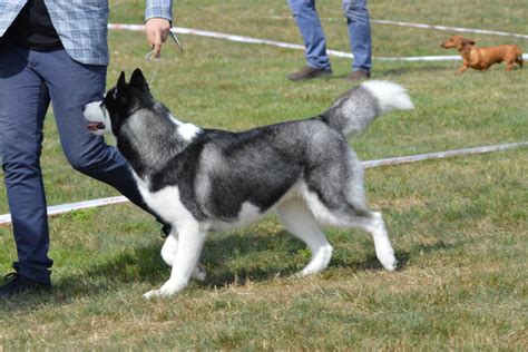 15 Awesome Alaskan Malamute Training Tips — First Light Farm