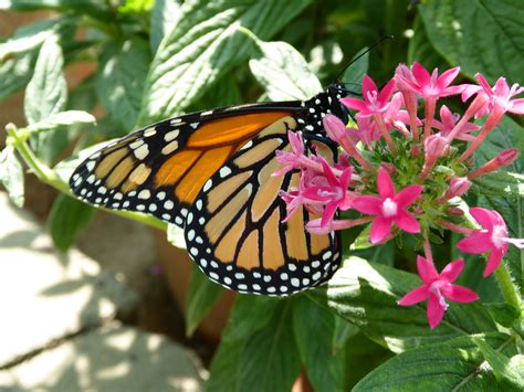 Monarch Butterfly On Pink Flowers Free Stock Photo - Public Domain Pictures