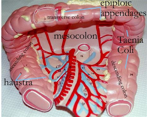 Mesocolon Haustra And Tenia Coli Medical Anatomy