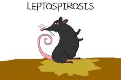 Waspadai Penyakit Leptospirosis