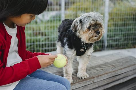 Train Your dog like a Pro: The Best Dog Training in Hollis, NY