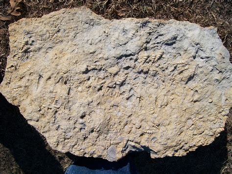 North Texas Fossils Weno Limestone