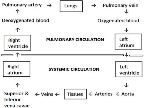 Concept Map Pulmonary And Systemic Circulations Map