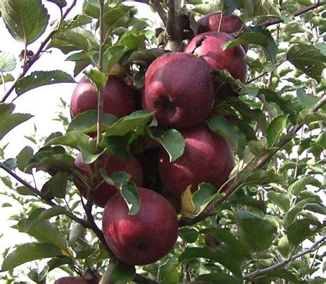 Кубанская Багряная Яблоня Фото – Telegraph