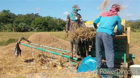 BUHAY MAGSASAKA PALAY BAGSAK PRESYO SA AMING PROBINSYA YouTube