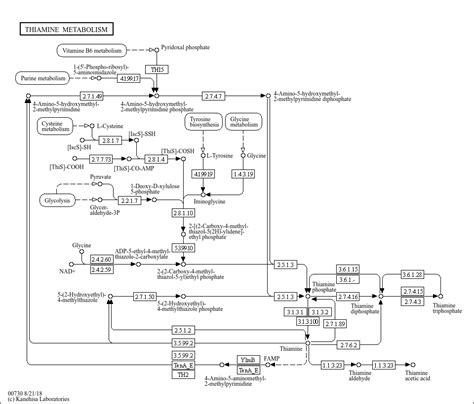 Kegg Pathway Thiamine Metabolism Reference Pathway