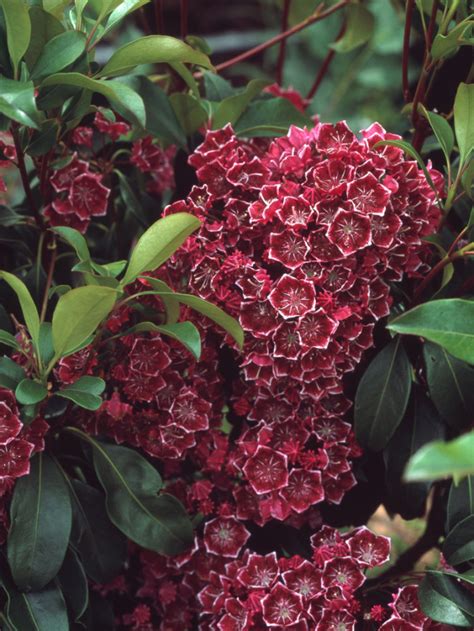 Kalmia Latifolia Kaleidoscope Lepeltjesboom Lepelboom