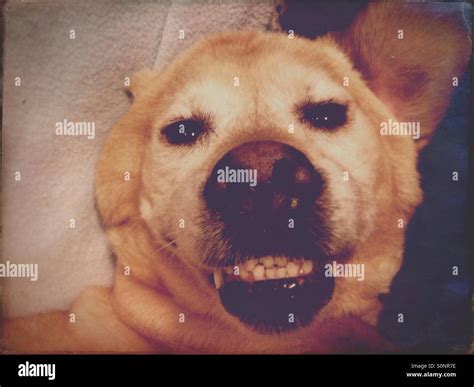 Dog Teeth Smile