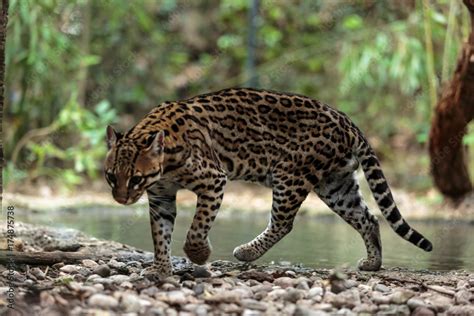 Leopardus Pardalis Ocelot Gattopardo Leopardus Pardalis Stock Photo