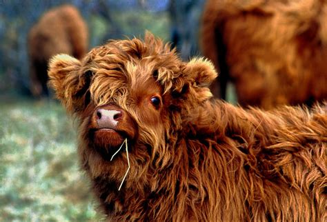 Baby Highland Moo Cow Flickr Photo Sharing