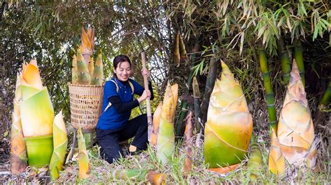 Harvesting Bamboo Shoots Preservation Process Cook Dish From Bamboo