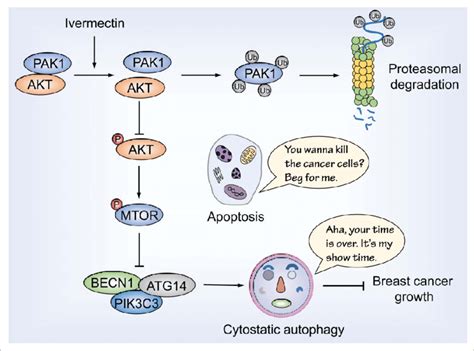 Ivermectin Induces Cytostatic Autophagy By Blocking The PAK1 AKT Axis