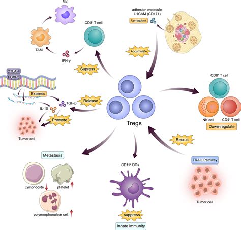 Frontiers The Immunoregulation Effect Of Tumor Microenvironment In Pancreatic Ductal