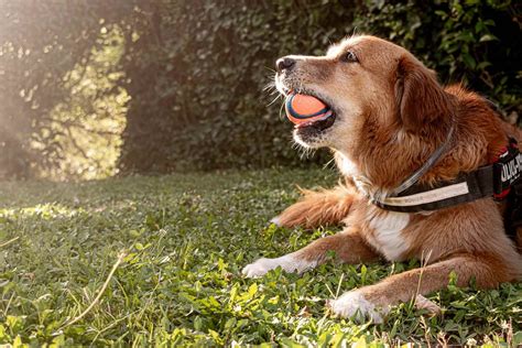 Hotel Pet Friendly En La Sierra De Cazorla La Hortizuela