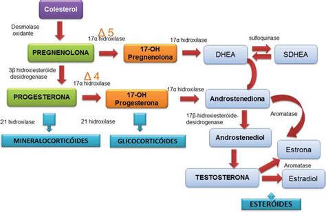 Effects Of Dehydroepiandrosterone Dhea Supplementation To Improve Ovarian Response And Ivf