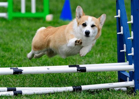 Corgi Jumping 