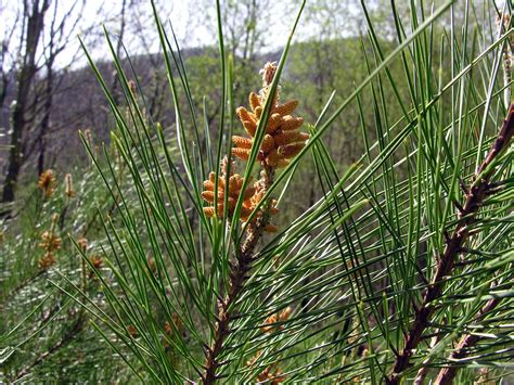 Pinus Brutia Tenore Pinaceae Sin Nimo Pinus Halepe Flickr