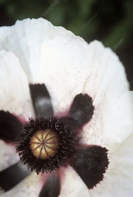 Oriental Poppy Papaver Orientale Stock Image B Science