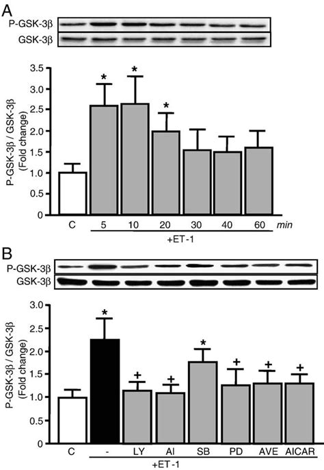 Effects Of Et 1 On Gsk 3β Ser9 Phosphorylation A Time Course 060 Download Scientific