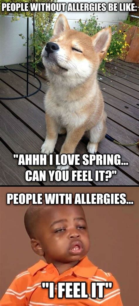 Funny Allergy Quotes Quotesgram