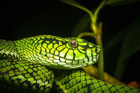 Sumatra pit viper (Trimeresurus sumatranus)