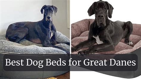 Best Dog Beds For Great Danes The Ultimate Guide Agawam Dog Park