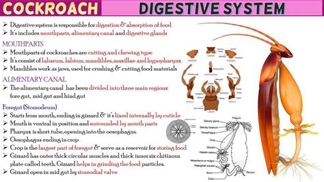 Cockroach Digestive System Short Notes Rajus Biology