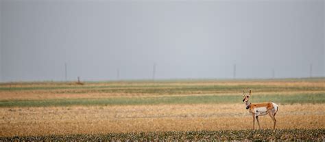 Preserving The Pronghorn Oklahoma State University