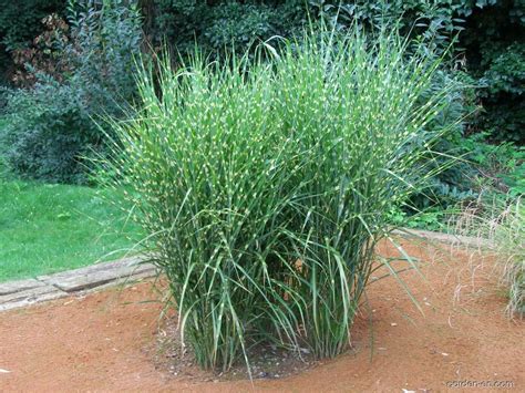 Zebra Grass Miscanthus Sinensis Strictus Garden