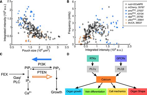 Decoding Calcium Signaling Dynamics During Drosophila Wing Disc