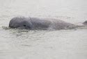 Atlantic Spotted Dolphin L Beautiful Our Breathing Planet