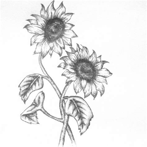 How To Draw A Sunflower Easy Step By Step Drawing Guides Wildflower